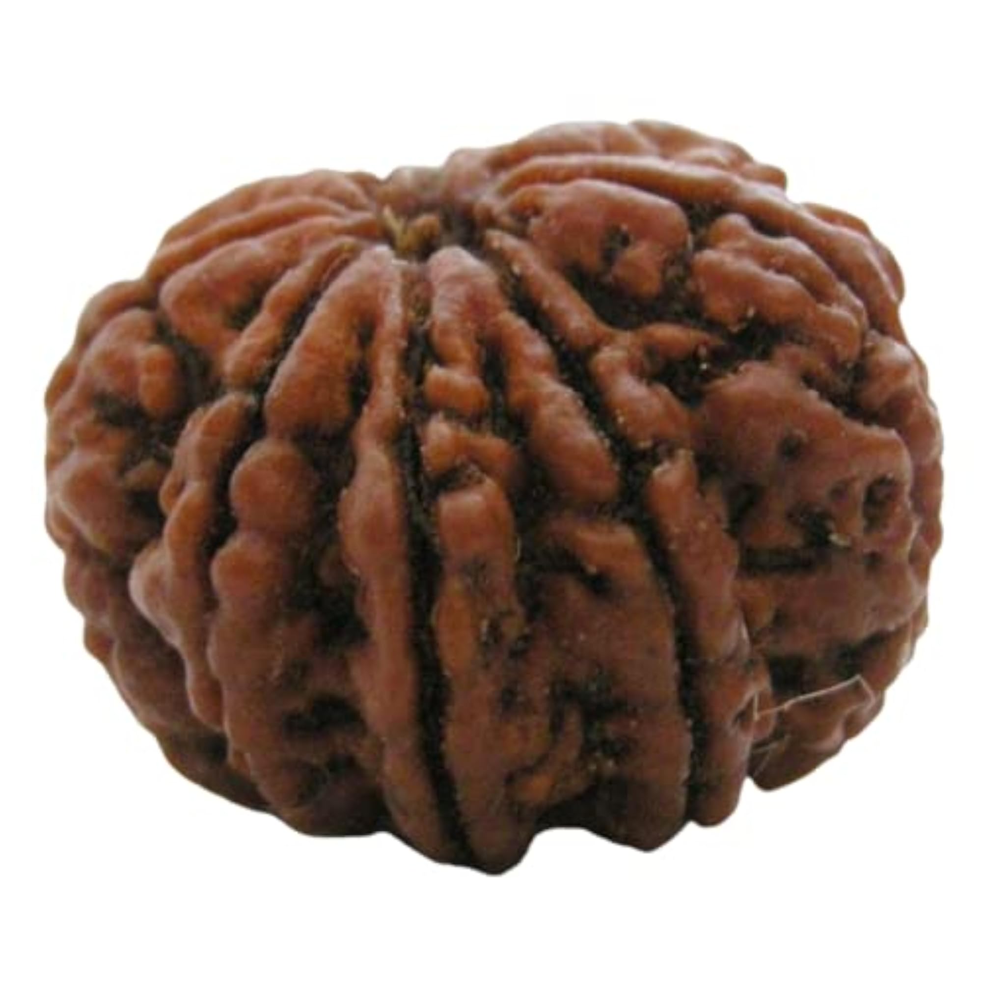 8 Mukhi Rudraksha Original Certified with Silver Capping