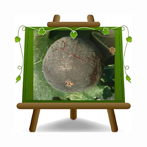 EURO PLANTS VIVAI Figuier Verdone plante fruitière ancienne en pot 20 cm Hauteur maximale 170 cm - Âge 2 ans