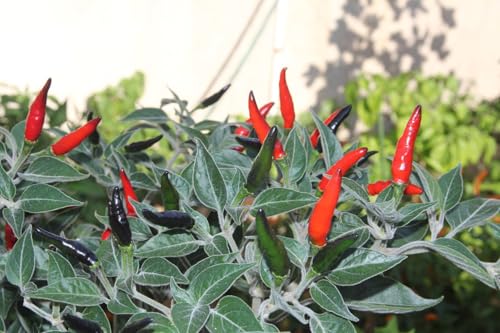 Semi di Peperoncino Acrata, Origine Messico, Piccantezza Media, 30 Semi, Ideale per Salse Piccanti