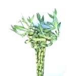 10 Stalks (1 Bundle) of 24 Inches Spiral Lucky Bamboo (About 32 Inches from Bottom to Top) for Feng Shui or Gifts Sold… - Image 2