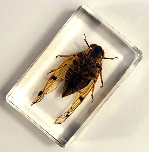 Image of 44mm Real Cicada Cicadatra Querula in Crystal Clear Lucite Resin Specimen Preserved Insect Taxidermy Collection for Biology Science Education & Desk Ornament Display Supplies Small Paperweight Crafts