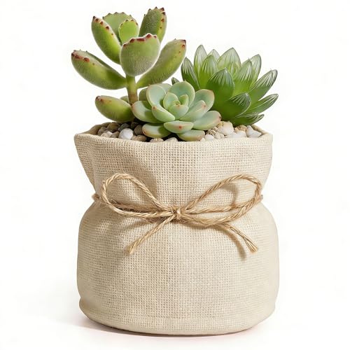 ehuoyan Succulent Pots Flower Pots for Indoor Plants Cute Plant