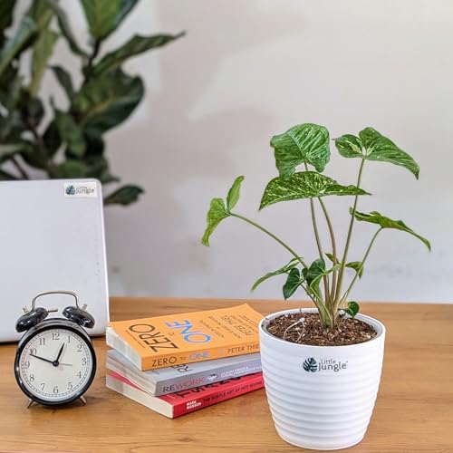 Image of LittleJungle Syngonium Panda Galaxy (very rare) - Healthy Live Plant with White Pot, Air Purifying Plant, Indoor Plants for Living Room, Gifting, Rare Plants, Balcony, Home Decor & Office Desk