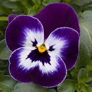 Viola Sorbet XP Purple Face 1,000 Seeds