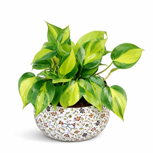 Image of Amulya Farms Indoor Plants for Home | Philodendron Brasil Live Plant in Premium Floral Print Metal Pot | Air Purifying Plants for home, Living Room and Office Decoration | Plants for Home