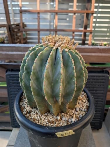 観葉植物 フェロカクタス」の人気商品一覧 | 安い商品を通販サイトから