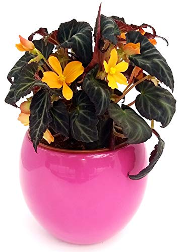 POWERS TO FLOWERS - BEGONIA GLOWING EMBERS, IN VASO CERAMICA FUCSIA STONDATA, pianta vera