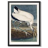 OUR ART: This collection features vintage bird illustrations by John James Audubon, renowned for his detailed and lifelike depictions of North American bird species. Each print captures Audubon's meticulous attention to anatomy and nature, offering a...