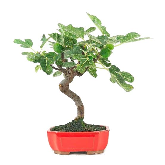 DECOALIVE Bonsái Natural de Ficus Carica o Higuera Mediterránea