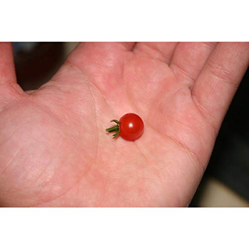 Worlds Smallest Tomato - 10 Seeds
