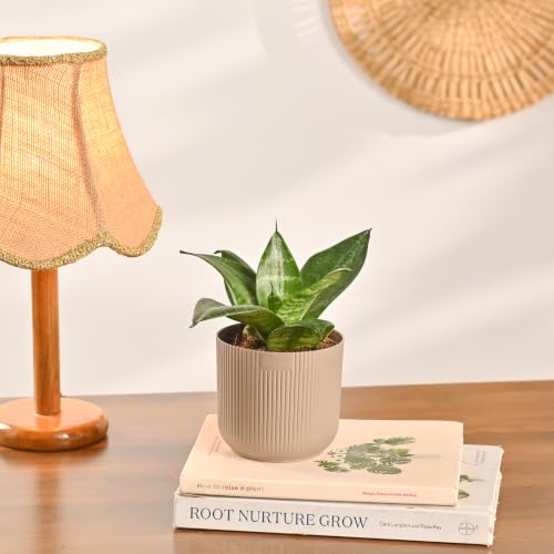 Image of Ugaoo Combo of 4 Live Indoor Plants with ibiza Pots (mocca) - Green Snake Plant, Aglaonema Pink, Jade Plant, Golden Money Plant | Perfect for Home Decor & Office