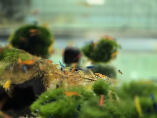 Image of Swimming Creatures Freshwater Aquarium Shrimp - A Perfect Combo to Brighten Your Aquarium! (20 Mixed)