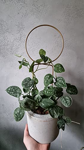 LEAFLO Make a Circle Rankhilfe Schwarz 40 cm aus Metall | Runde Pflanzenstütze - Rankgitter - Blumengitter | Innenraum Dekoration | Für Pflanzenliebhaber | Kreisförmig