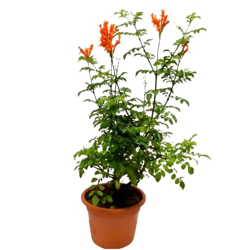 Bhajanlal Greenery Live Red Tecoma/Gori Chori Tecoma/Tikoma/Red Bells/Flowering Perennial Shrub Plant Healthy Live Plant with 4 Inches Pot
