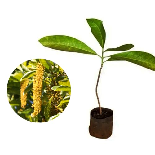 Genérico, Muda de Lofantera 50 a 80cm AMK - Plantas Online