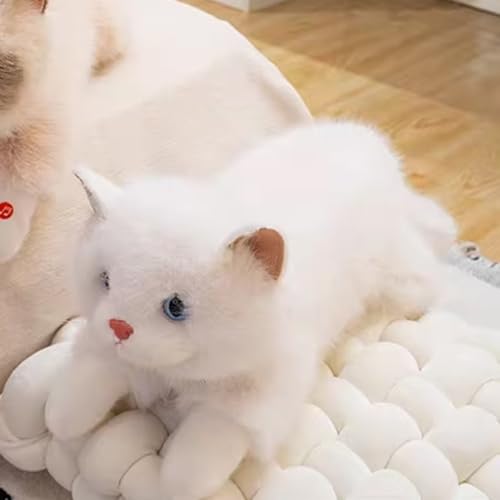 ʂ L  ʂ ˂    av[g CeA X lR Oh[ L { 킢 zCg ʔ NX}X qǂ q 55cm