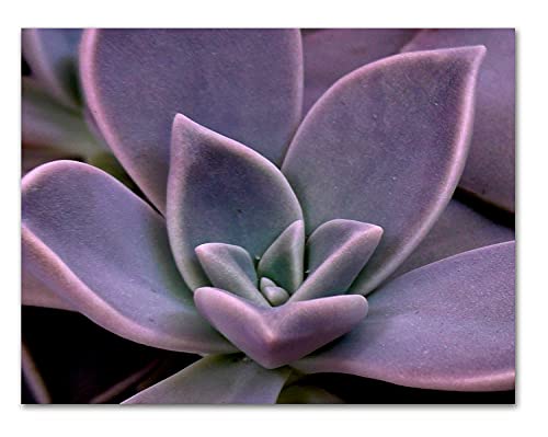 Succulent Greeting Cards - Multi-Purpose Note Cards - Blank On The Inside - Includes 12 Cards And Envelopes - 4 Unique Designs - 5.5" X 4.25" #TOP5