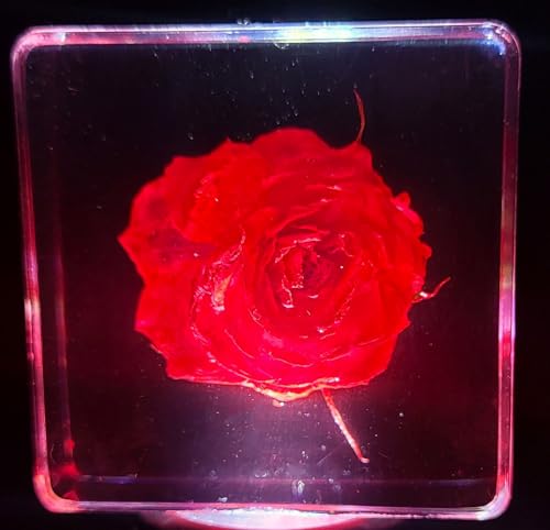 Image of 38mm Small Red Rose Flower in Crystal Clear Lucite Resin Specimen Botanist Herb Herbarium Crafts Collection for Botany Science Education & Desk Ornament Display Small Paperweight