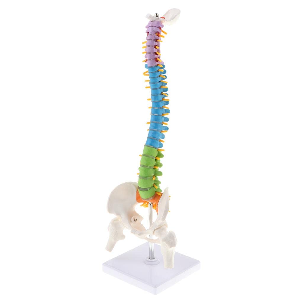 Modello Colonna Vertebrale Umana con Dischi Intervertebrali Riproduzione Anatomica Flessibile in PVC Forniture Didattiche per Studenti Attivit,