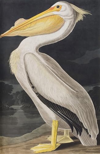 Affiche d'oiseaux d'Amérique par John Audubon, poster graffiti sur toile 60x90cm ZHAOSHAN