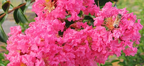 Crape Myrtle | Lagerstroemia | 100+ Seeds | Flowering Shrub