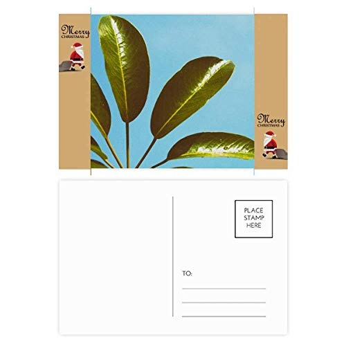 Cartes postales de remerciement bleu ciel motif feuilles lot de 20