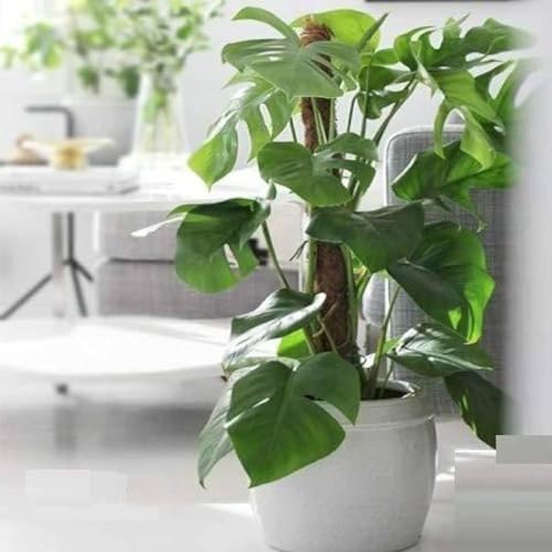 Image of IQNEX Plant Support Moss Stick- Green Grass Pole for Plants Support, Support Stick for Money Plant, Climbing Indoor Plants (3ft, Set-4)