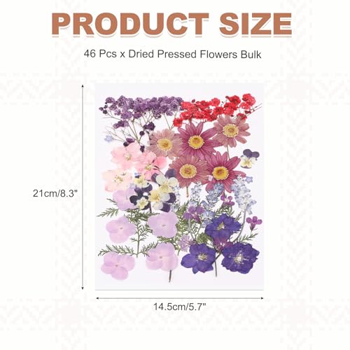 Hojas de flores prensadas secas bulk 46 piezas miniatura 2