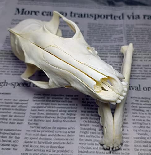 Animal Specimen Real Animal Skull Specimen Taxidermy Cleaned Skull Collection Fox, cat, Mink, Crocodile, Dog, Raccoon, Snake, Rabbit, Goat ，Muskrat，Nutria，Fox's paw (5pcs,Fox)