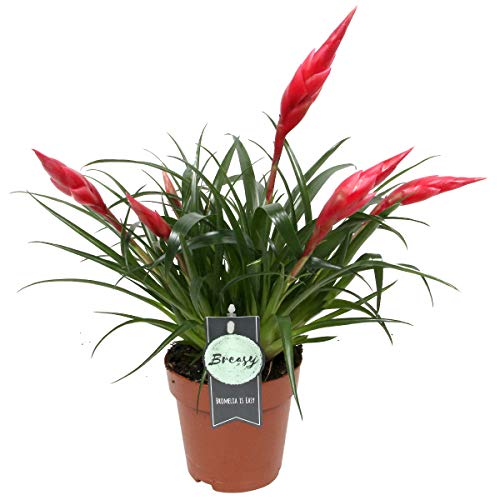 Breasy® - Bromeliad Vriesea Multiflora Astrid Red -Live Indoor Plant Growers Pot - Pot Diameter 12 cm - Height Bromelia 45 cm - Quality from Holland -Live Indoor Plant - Fresh from The Grower