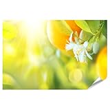 islandburner Premium Poster Blühender Orangen Oder 