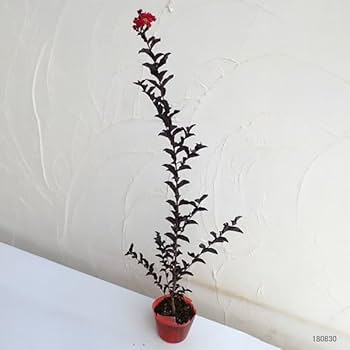 Amazon.co.jp: サルスベリ（百日紅）：ブラックパール ルージュ5号