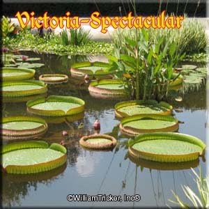 Victoria Trickeri Live Aquatic Plant