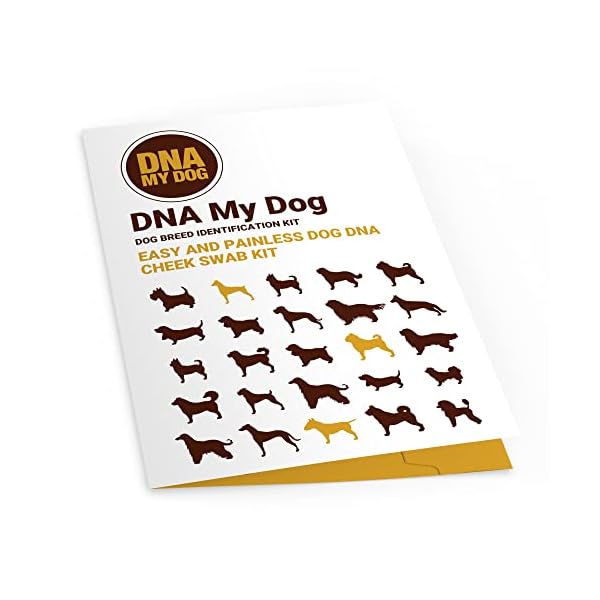 AffinityDNA DNA My Dog – Canine Breed Identification Test Kit | at-Home Sample Collection Cheek Swab Kit | Identify Your Puppy’s Personality Traits | Results in 3 Weeks | with No Extra Fees AffinityDNA DNA My Dog – Canine Breed Identification Test Kit | at-Home Sample Collection Cheek Swab Kit | Identify Your Puppy’s Personality Traits | Results in 3 Weeks | with No Extra Fees