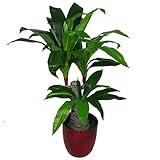 leaf design uk - pianta artificiale di dracaena con vaso nero, variegata, 75 cm