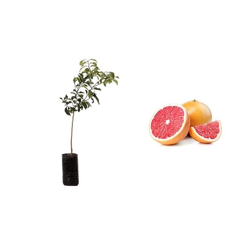 pompelmo rosa albero di agrumi di Sicilia 160 cm