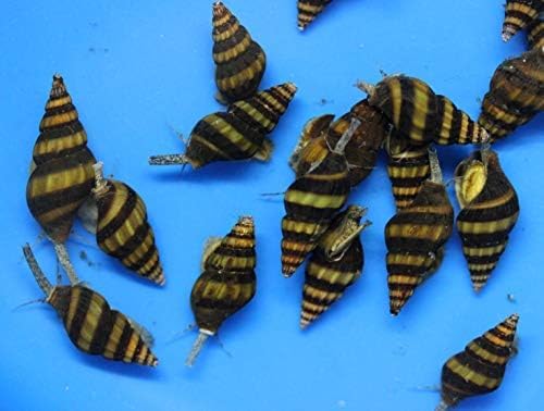 (10) Pack of Assassin Snails Live for Aquarium Pond or Fish Tank