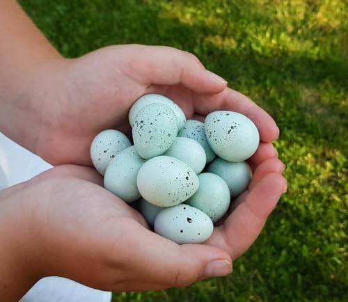 Amazon.com: Blue Celadon Quail Eggs for Hatching - Fertile Hatchin Eggs