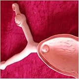 Zoom IMG-1 animal uterus anatomical model dog Zoom IMG-1 animal uterus anatomical model dog