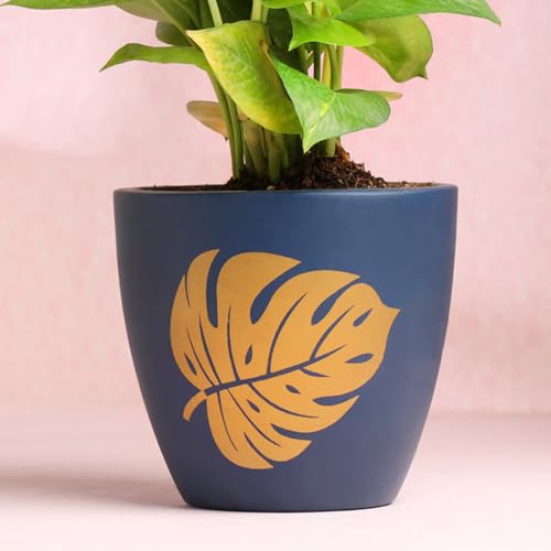 Image of FlowerAura Live Money Plant In Blue Terracotta (Mitti) Pot For Gifting, Living Room, Balcony, Table Decor, Office & Home Decor | Air-Purifying Indoor Greenery (Same Day Delivery)