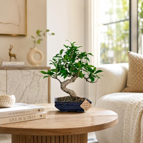 Image of Abana Homes S Shape Ficus Indoor Real Bonsai Plants Live for Home with Clay Pot - Low Maintenance