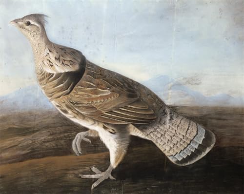 Toile Peinture Murale Oie huppée John Audubon | Tableau salon 60x90cm