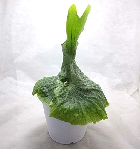 Amazon ビカクシダ コウモリラン グランデ 5号ポット 全長ｃｍ前後 プラティケリウム 観葉植物 オンライン通販