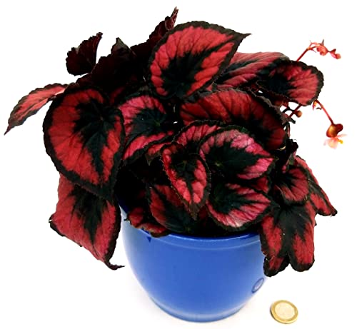 POWERS TO FLOWERS - BEGONIA REX RED ROBIN IN VASO CERAMICA ROSSO A RIGHE, pianta vera