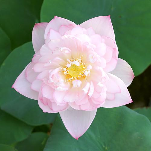 桃蓮玉 Amazon｜【charm】（ビオトープ）蓮 ハス（桃） 粉松球（フン