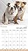 Rachael Hale Dogs 2015 Calendar