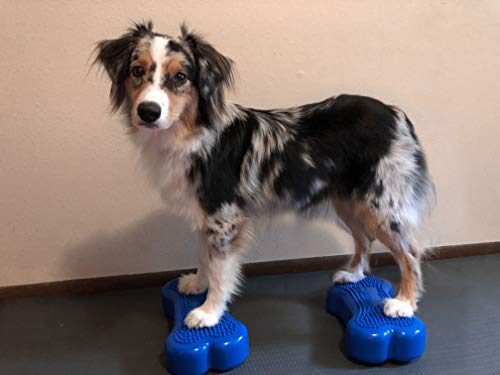 FitPAWS Dog Copenhagen Mini K9 Bone Instabilitätsscheibe für Propriozeption