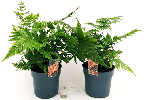 POWERS TO FLOWERS - DRYOPTERIS ERYTHROSORA, 2 PIANTE, VASO 12CM, FELCE DA ESTERNO, Piante vere