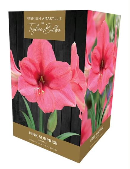 Taylors Amaryllis Pink Surprise Premium Gift Pack