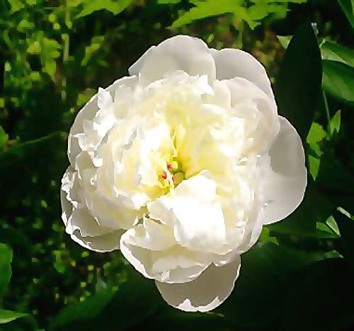 MySeeds.Co - BIG PACK Seeds MySeeds.Co Big Pack Survival Flower Fruit Garden Seeds, Exotic Rare Non-GMO and Heirloom Variety Limited Quantity, You Choose The Color (Garden Peony)